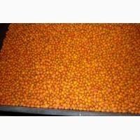 Куплю мороженную облепиху оптом