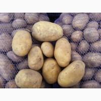 Продам крупный картофель, сорт Славянка