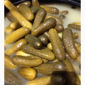 Соленые огурцы оптом из Индии