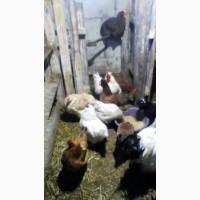 Інкубаційні яйця домашніх курей(инкубационное яйцо)