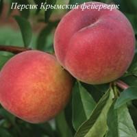 Саженцы персика и нектарина