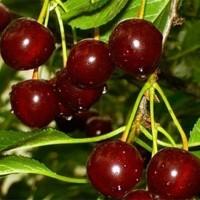 Саженцы черешни и вишни от производителя