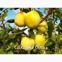 Продам саджанці фруктових дерев