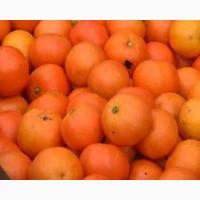 Продам мандарины