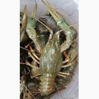 Продам живые раки