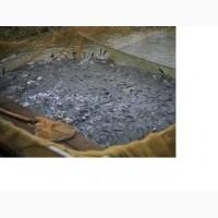 Продам живую рыбу. Щука, карп, толстолоб, сом, амур. Вся продукция выращивается