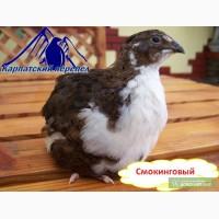 Инкубационные яйца Смокинговых перепелов