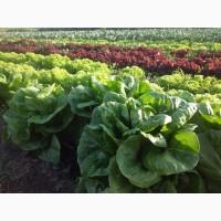 ПРОДАМ Салат зелень Айсберг, Лоло Роса, Лоло Бионда, Мята, Петрушка, Укроп