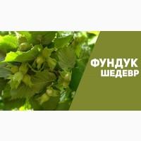 Продам саджанці фундука відводок: трапезундський, каталонський, шедевр, вебба