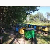 Лісовий мед