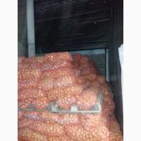 Продам зеленый лук перо