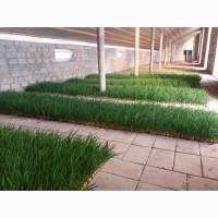 Продам зеленый лук перо