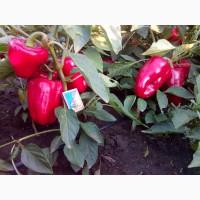 Продам семена перца Полет. Первая репродукцыя