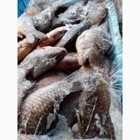 Продам свежемороженный карась