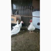 Мускусна качка