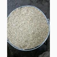 Продам жито 2-клас