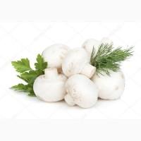 Продам грибы Шампиньоны, отличное качество