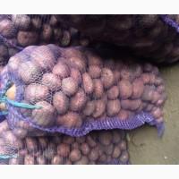 Продам картофель