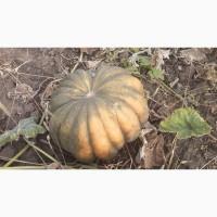 Продам гарбуз мускатний, сорт Мускат де прованс