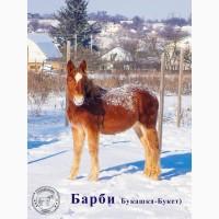 Продаж лошат Новоолександрівської ваговозної породи