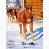 Продаж лошат Новоолександрівської ваговозної породи