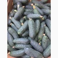 Продам огурец со склада в Киеве, возможна доставка