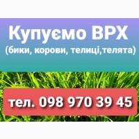 Заготівля ВРХ у Полонському, Шепетівському, Теофіпольському, Білогірському, Ізяславському