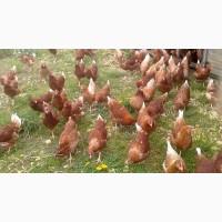 Продам курку несучку Ломан Класік