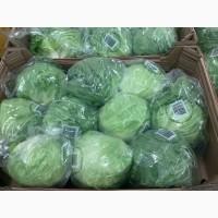 Продам салат айсберг Голландия