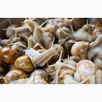 Куплю Виноградного Равлика