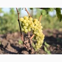 Виноград сорт Мускат Оттонель
