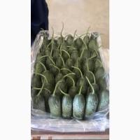 Продам овощи