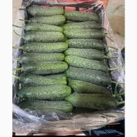 Продам овощи