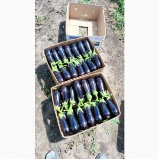Продам баклажан, ціна договірна
