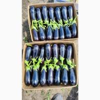 Продам баклажан, ціна договірна