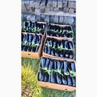 Продам баклажан, ціна договірна