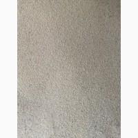 Продам гірчицю