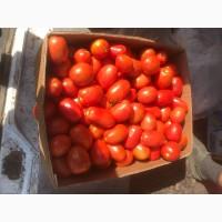 Продам помідор