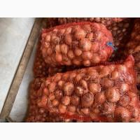 Продам цибулю товарну 1 гат
