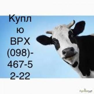 Куплю врх (корови, бики, кінці)