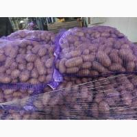 Продам товарну картоплю, Буряк з ПДВ Бельгія. Власний ім