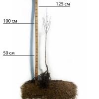 Саджанці кизилу Світлячок (привитий)