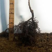 Саджанці кизилу Світлячок (привитий)