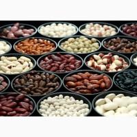 Насіння квасолі. Посівний матеріал квасолі. Опт