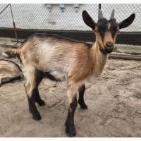Продам козочок альпійських