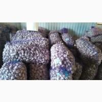 Продам часник 3/5/10/20 тон