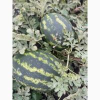 Купить Продам Купити Арбуз Кавун оптом с з поля продюсер фонтана варда