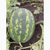 Купить Продам Купити Арбуз Кавун оптом с з поля продюсер фонтана варда
