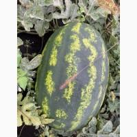 Купить Продам Купити Арбуз Кавун оптом с з поля продюсер фонтана варда