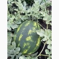 Купить Продам Купити Арбуз Кавун оптом с з поля продюсер фонтана варда